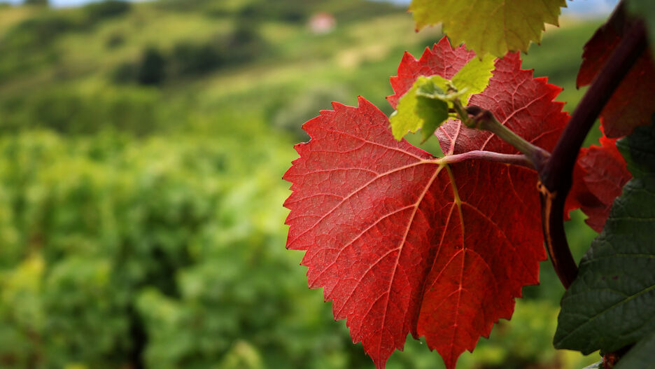 Nahaufnahme von Weinlaub
