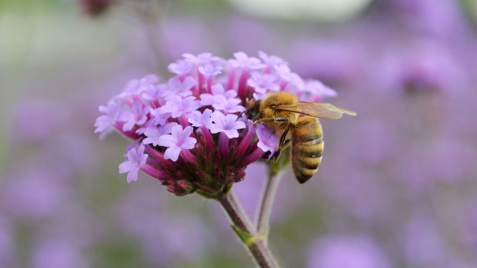 Violettblühendes Eisenkraut mit einer Biene abgebildet.