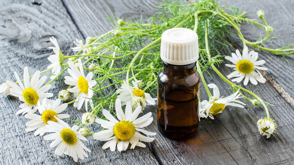 Blüten der Pflanze Kamille liegen neben einer mit Flüssigkeit befüllten braunen Apothekerflasche auf einem Holztisch.
