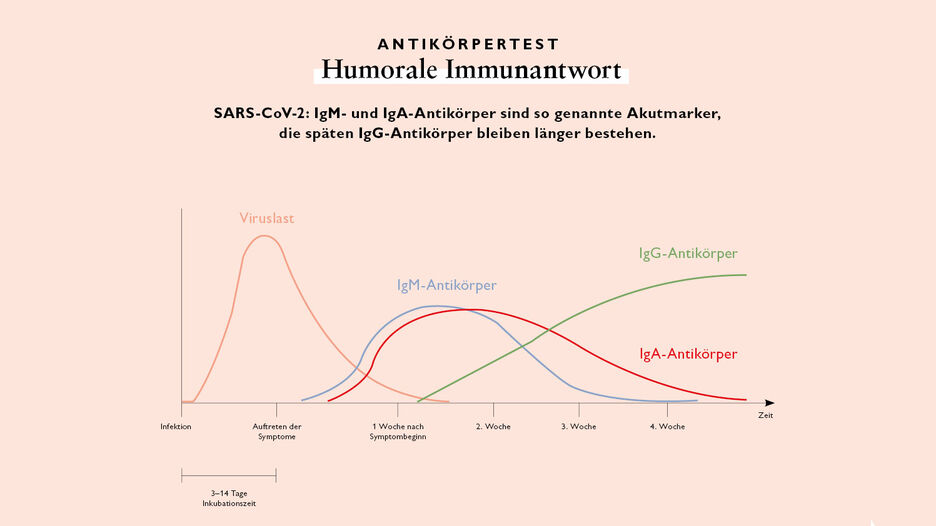 Ein Diagramm zeigt die verschiedenen Arten von Antikörper an und die Dauer der Inkubationszeit.