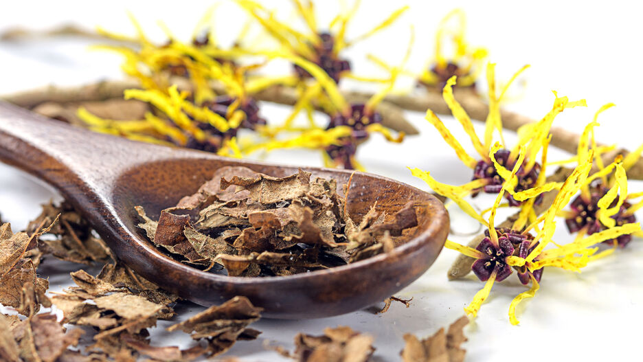 Die Rinde der Hamamelis liegt auf einem Holzlöffel.