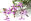 Kapland Pelargonie Heilpflanze - Die Kapland-Pelargonie ist gut erforscht. - © Shutterstock