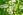 Mutterkraut Heilpflanze - Das Mutterkraut ähnelt in seinem Aussehen der Kamille. - © Shutterstock
