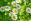Mutterkraut Heilpflanze - Das Mutterkraut ähnelt in seinem Aussehen der Kamille. - © Shutterstock