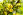 Heilpflanzen Sennes Cassia Senna - Sennesblätter und -früchte haben eine abführende Wirkung. - © Shutterstock