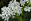 Heilpflanze Weißdorn - Weißdorn zählt zur Familie der Rosengewächse. - © Shutterstock