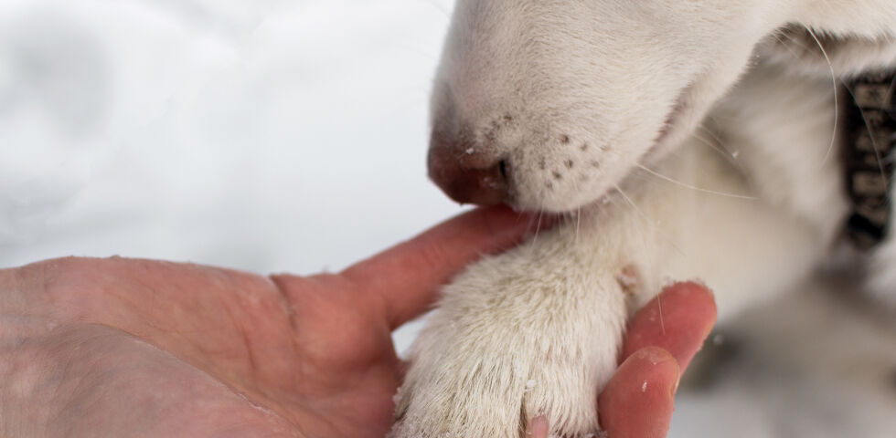 Tiere Hund Pfote Winter - © Shutterstock