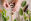 Heilpflanzen Phytotherapie - © Shutterstock