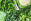 Ernährung Grünes Gemüse - © Shutterstock