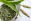 Spitzwegerich Heilpflanze - Der Spitzwegerich ist eine mehrjährige, winterharte Pflanze. Seine Blätter werden 10 bis 20 Zentimeter lang. - © Shutterstock