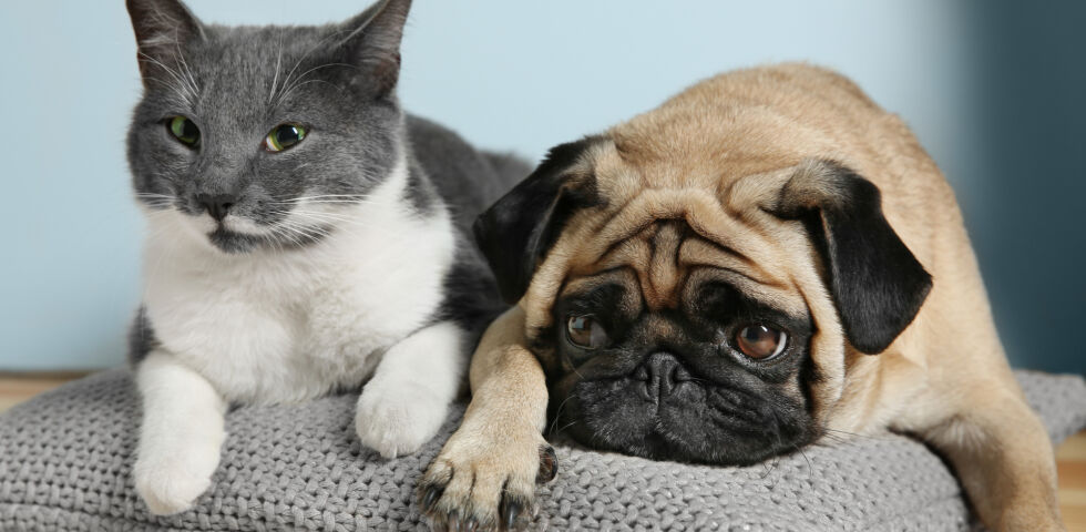 Katze und Hund Haustier - © Shutterstock