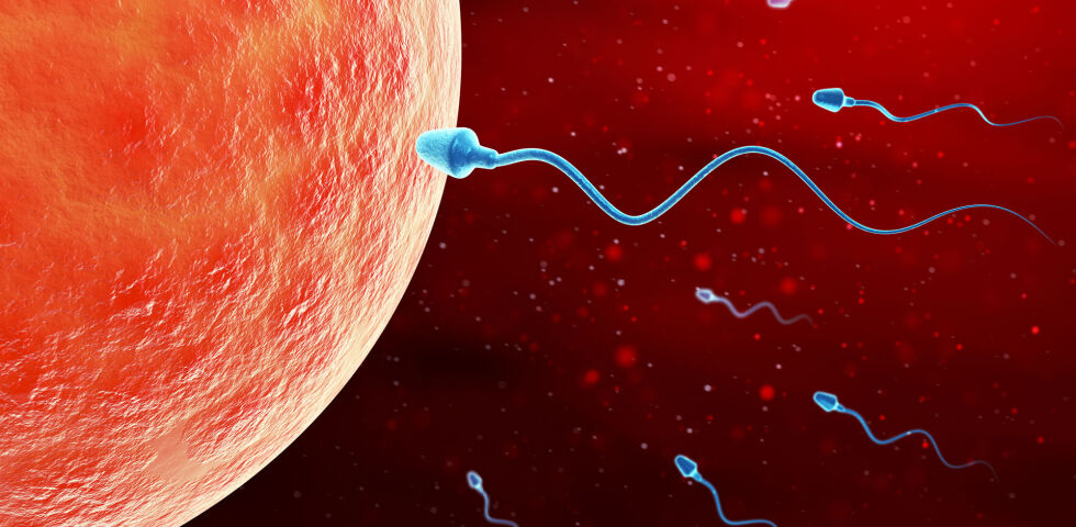 Spermium Eizelle Befruchtung - Das Wunder des Lebens lässt manchmal auf sich warten. - © Shutterstock