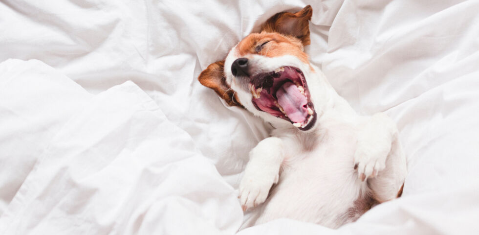 Müde Hund Haustier - Im Frühjahr reagiert unser Körper einfach auf die Veränderungen der Natur. Es braucht ein paar Wochen, bis wir aus dem Winterschlaf erwachen. - © Shutterstock