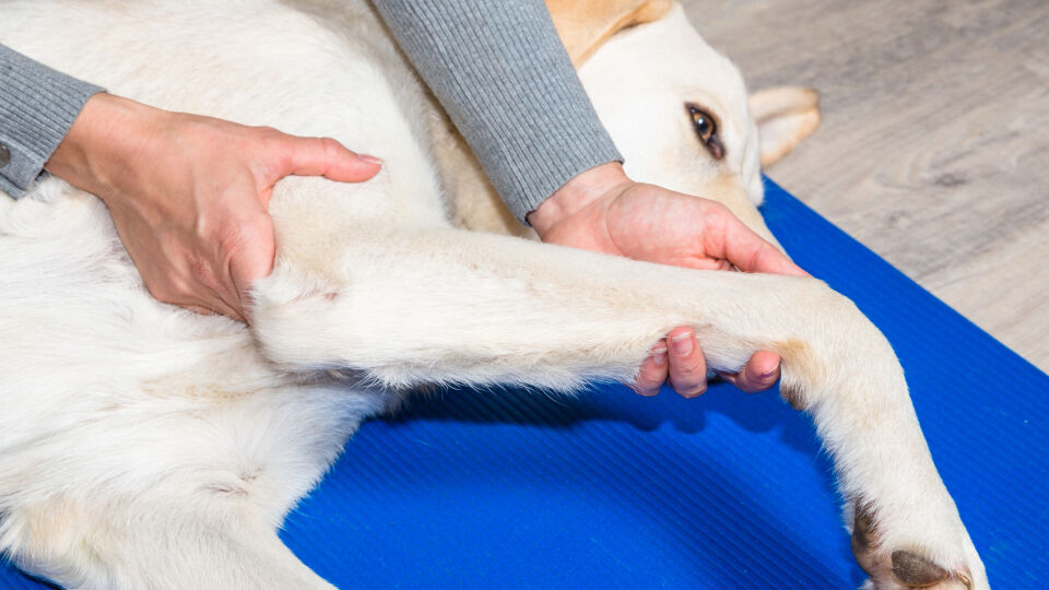 Hund Pfote - Die Osteopathie ist eine ganzheitliche Therapieform mit vielen Einsatzmöglichkeiten. Der Therapeut arbeitet nur mit seinen Händen. - © Shutterstock