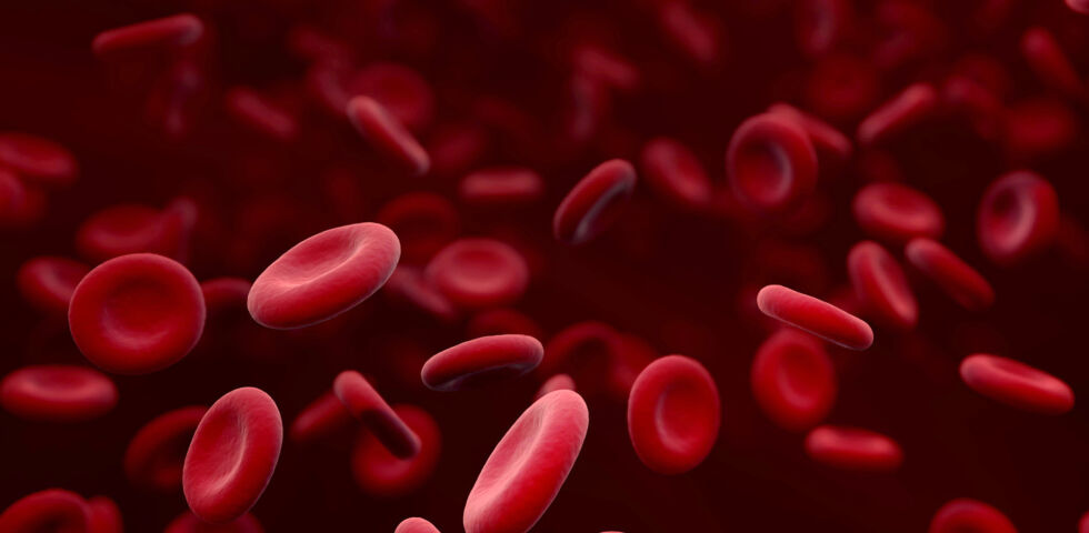 Erythrozyten Rote Blutkörperchen Laborwerte - Rote Blutkörperchen sind unsere Sauerstoff-Transporteure. - © Shutterstock