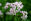 Baldrian Heilpflanzen - Baldrian kann bei Schlafstörungen helfen. - © Shutterstock