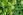 Hopfen Heilpflanze - Entspannende Wirkung: Hopfen (Humulus lupulus) - © Shutterstock
