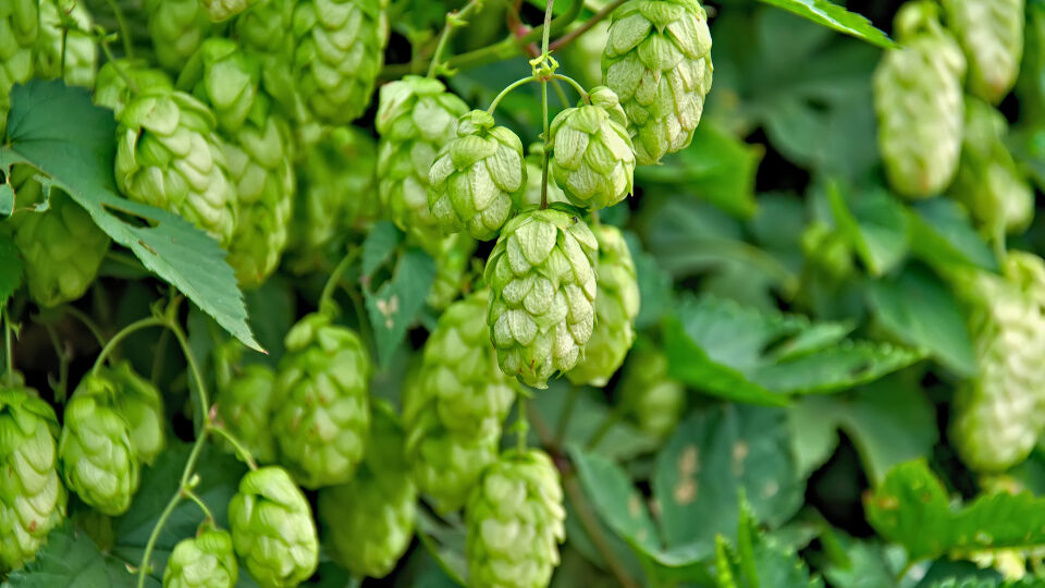 Hopfen Heilpflanze - Bei Hopfen denken viele ans Bierbrauen. Als Heilpflanze hat er eine beruhigende Wirkung. - © Shutterstock