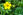 Heilpflanzen Gänsefingerkraut - Gänsefingerkraut wirkt krampflösend. - © Shutterstock
