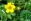 Heilpflanzen Gänsefingerkraut - Gänsefingerkraut wirkt krampflösend. - © Shutterstock