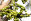 Heilpflanzen Früchte der Sägepalme - Die reifen und getrockneten Früchte der Sägepalme enthalten Fettsäuren und Phytosterole. - © Shutterstock