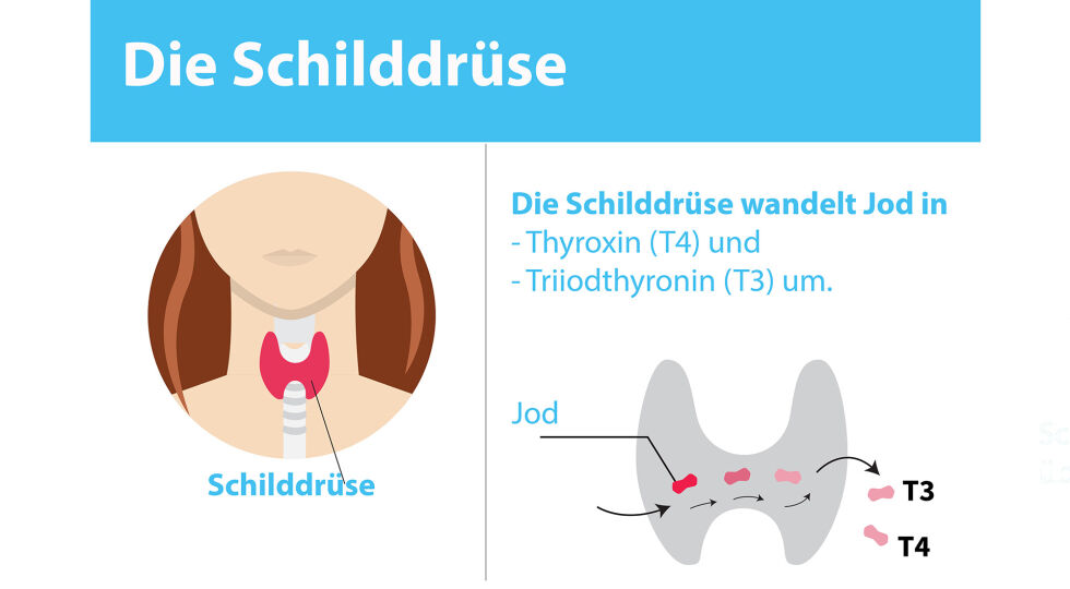 Schilddrüse deutsch - Die Schilddrüse befindet sich unterhalb des Kehlkopfes. - © Shutterstock