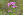 Heilpflanzen Tausendgüldenkraut Centaurium erythraea - Das Tausendgüldenkraut gehört zur Familie der Enziangewächse und ist ebenso wie der Enzian eine Bitterpflanze. Es wird daher als Heilpflanze gerne bei Verdauungsstörungen eingesetzt.