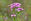 Heilpflanzen Tausendgüldenkraut Centaurium erythraea - Das Tausendgüldenkraut gehört zur Familie der Enziangewächse und ist ebenso wie der Enzian eine Bitterpflanze. Es wird daher als Heilpflanze gerne bei Verdauungsstörungen eingesetzt.