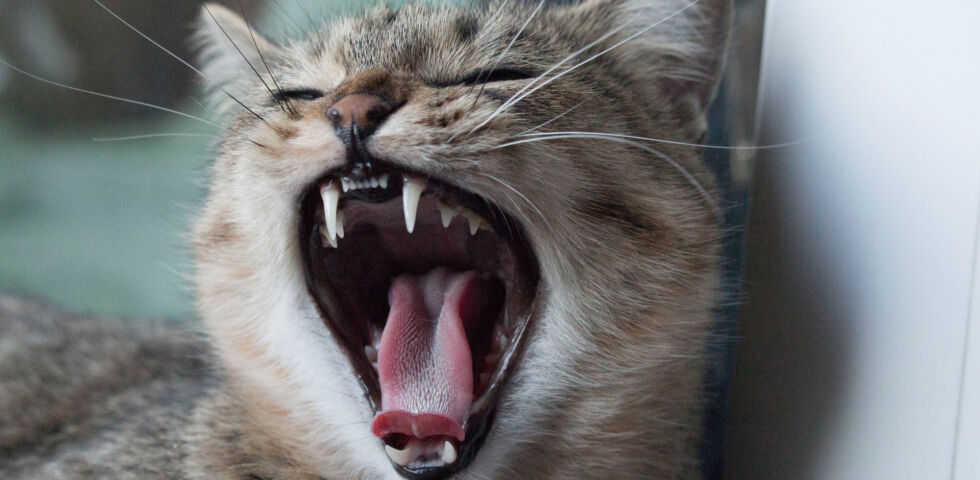 Haustier-Katze gähnt und zeigt dabei ihre Zähne - Auch Tiere können unter Zahnschmerzen leiden.