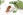 Eichenrinde Heilpflanzen - In der Eichenrinde finden sich zwischen acht und 20 Prozent Gerbstoffe; daher zählt die Eiche zu den gerbstoffreichsten heimischen Heilpflanzen. - © Shutterstock