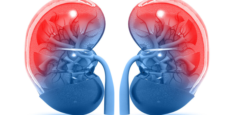 Nieren - Die Nieren sind quasi unsere Kläranlage. Sie filtern ständig Giftstoffe aus unserem Blut, die dann über den Harn unseren Körper verlassen. - © Shutterstock