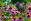 Heilpflanzen Sonnenhut Echinacea - Der Sonnenhut (Echinacea) kann Infekte im Vorhinein abwehren.