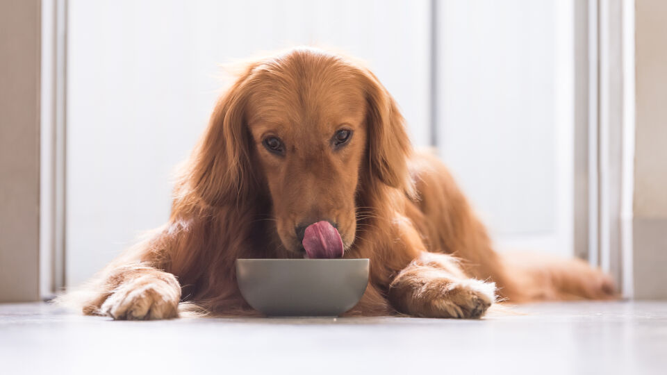 Hund sitzt vor seinem Futternapf_Haustiere - CBD-Produkte können Hunden über das Futter verabreicht werden.