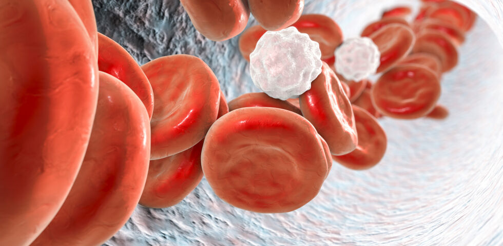 Blutkörperchen Leukozyten - Weiße Blutkörperchen sind für unsere Immunabwehr zuständig. - © Shutterstock