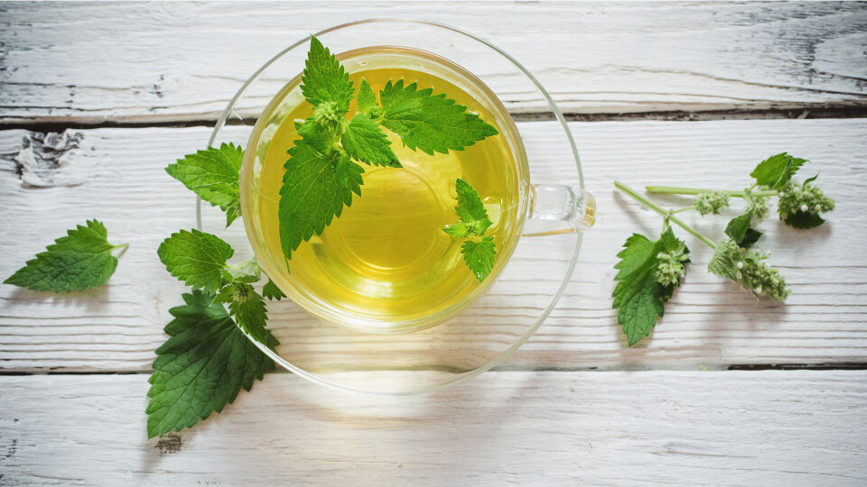 Melisse Heilpflanze - Melissentee gilt als sehr gut verträglich und ist auch für Kinder geeignet. - © Shutterstock