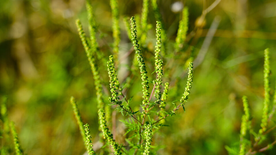 Ragweed - Ambrosia bzw. Ragweed ist hoch allergen. Es reicht eine geringe Pollenkonzentration aus, um Reaktionen auszulösen. - © Shutterstock