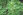 Andorn Heilpflanze - Der Andorn ist eine recht unscheinbare Pflanze, die ursprünglich aus dem Mittelmeerraum stammt und heute weltweit verbreitet ist. - © Shutterstock