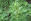 Andorn Heilpflanze - Der Andorn ist eine recht unscheinbare Pflanze, die ursprünglich aus dem Mittelmeerraum stammt und heute weltweit verbreitet ist. - © Shutterstock