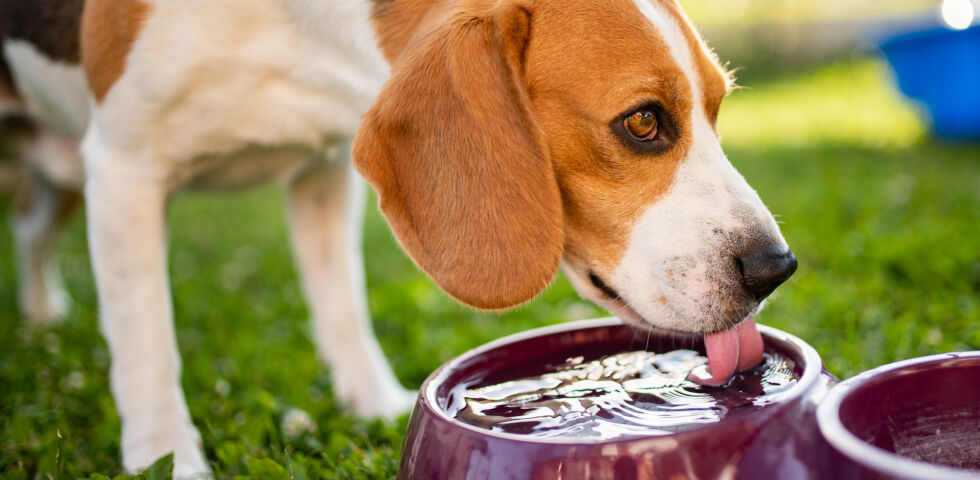 Hund trinkt Wasser_shutterstock_1436526557 - Starker Durst kann ein Symptom für das Cushing-Syndrom sein.