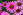 Sonnenhut Echinacea Heilpflanzen - Der Sonnenhut wirkt sich positiv auf das Immunsystem aus. - © Shutterstock