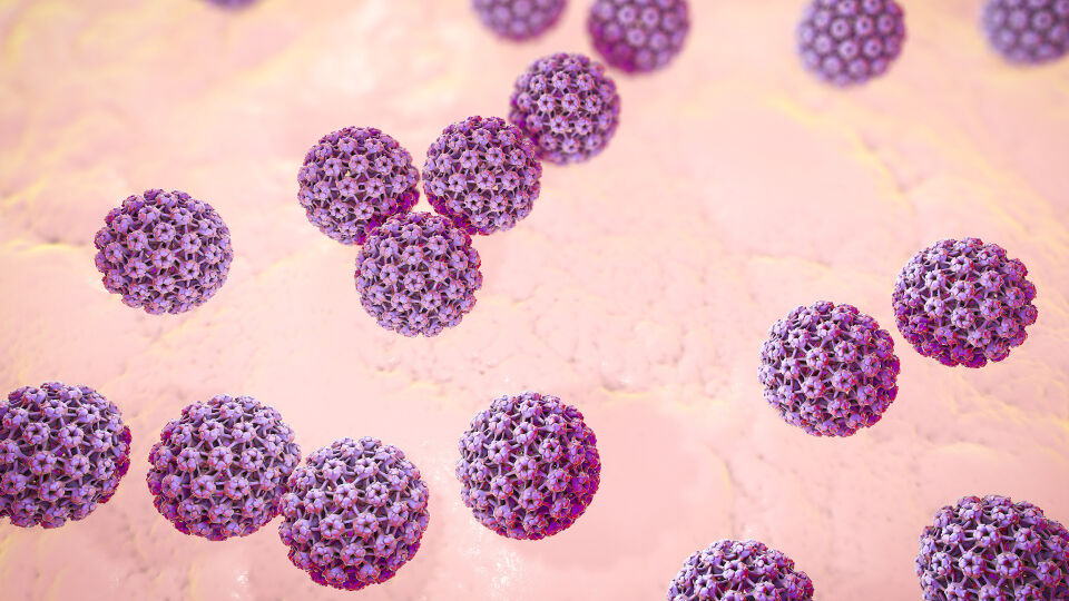 HPV Virus - Humane Papillomviren infizieren die Haut- und Schleimhautzellen. Anschließend kann es zu einem tumorartigen Wachstum kommen. - © Shutterstock
