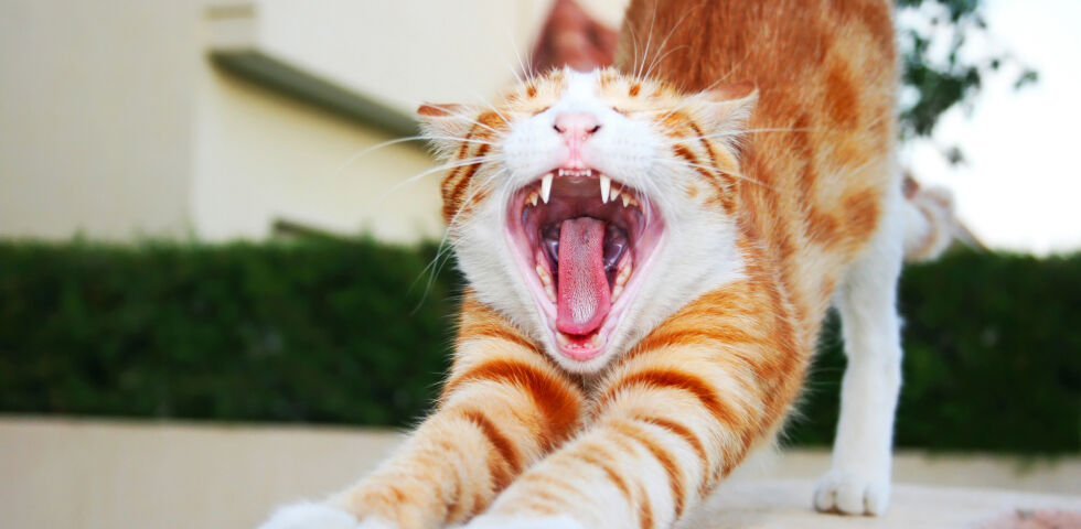 Katze gähnt und zeigt dabei die Zähne_Haustiere_shutterstock_56602075 - FORL ist eine sehr schmerzhafte Erkrankung, die viele Katzen betrifft.