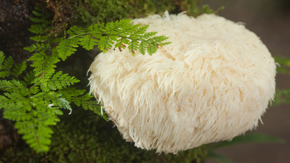 Pilz Igelstachelbart - Der Igelstachelbart soll besonders bei stressbedingtem Reizmagen oder Reizdarm wirken. - © Shutterstock