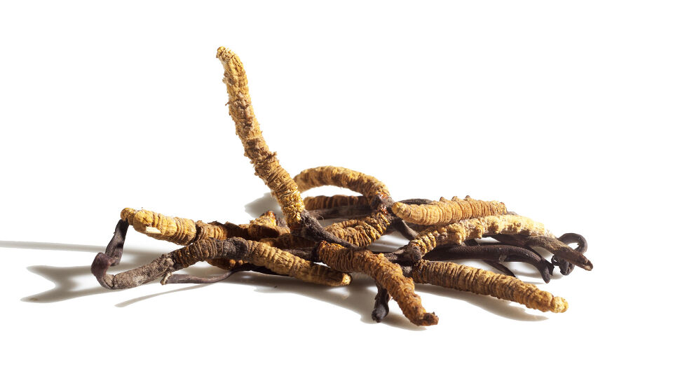 Pilz Chinesischer Raupenpilz - Laut TCM unterstützt der Raupenpilz auch die Niere und die Atemwege. - © Shutterstock
