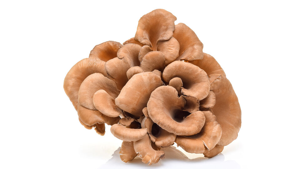 Pilz Maitake - Dem Maitake wird auch nachgesagt, der Entstehung einer Fettleber entgegenzuwirken. - © Shutterstock