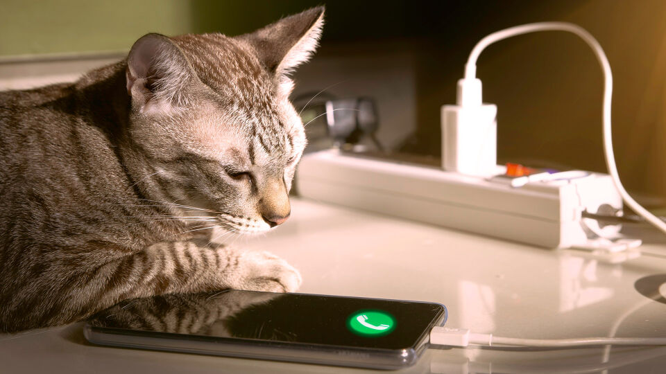 Haustier Katze Ladekabel - Manchen ist es egal, andere können es nicht lassen: an Kabeln kauen. - © Shutterstock