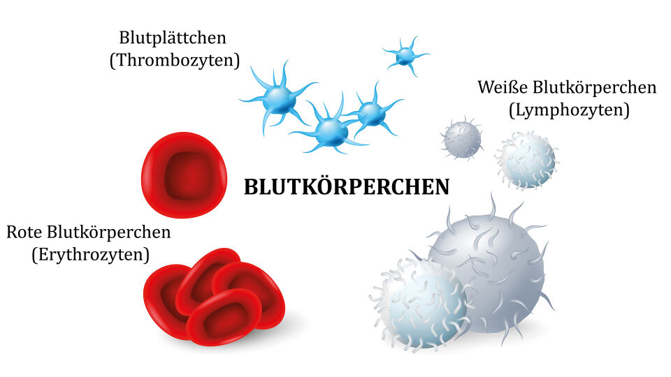 Blutkörperchen Laborwerte online - © Shutterstock/red