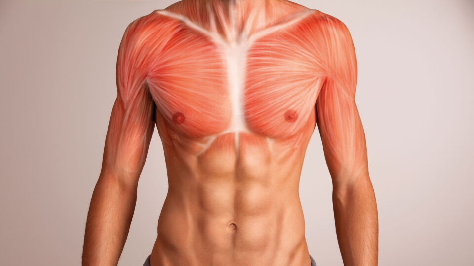 brustmuskulatur_shutterstock_565494643 - Eine starke Brustmuskulatur sorgt für eine gesunde und aufrechte Körperhaltung, was wiederum dem gesamten Organismus zugute kommt.