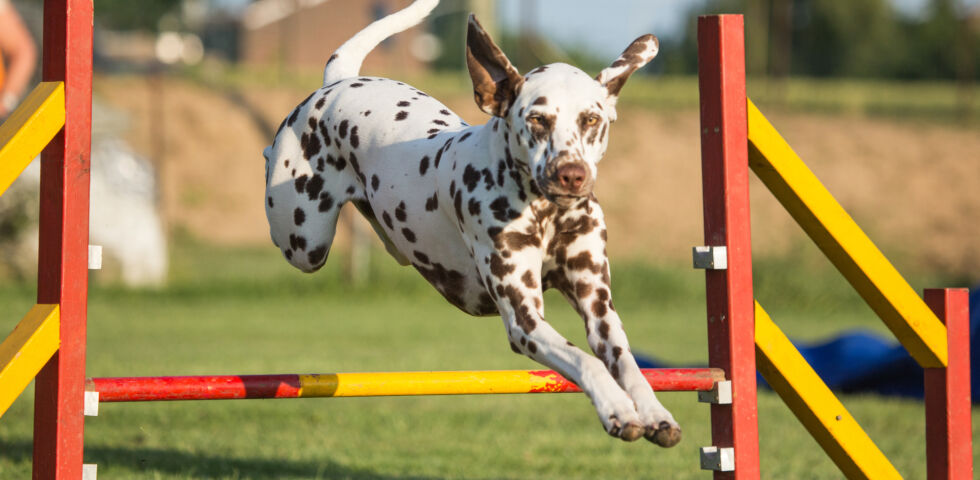 Agility Training_Hund_Haustier_shutterstock_748896877 - Agility-Training wird in vielen Hundeschulen angeboten. - © Shutterstock
