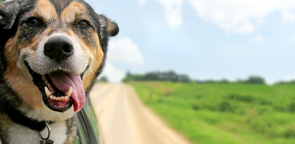 Tiere Hund Auto - © Shutterstock